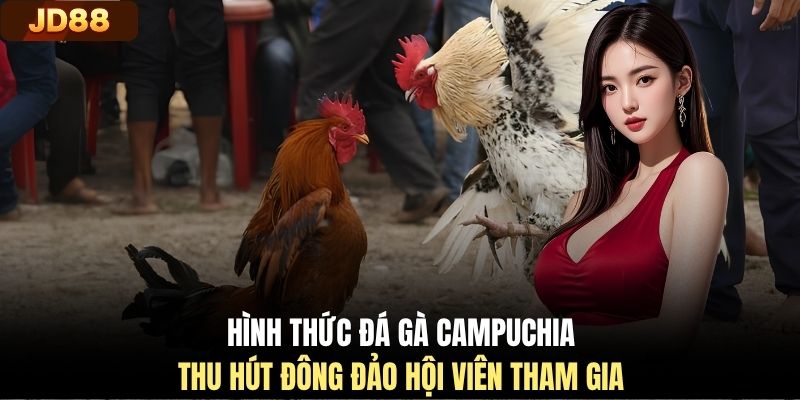 Hình thức đá gà Campuchia thu hút đông đảo hội viên tham gia