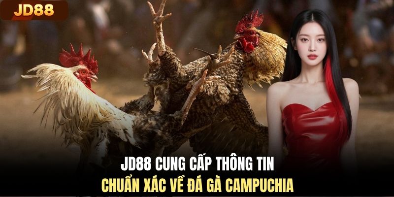 JD88 cung cấp thông tin chuẩn xác về đá gà Campuchia