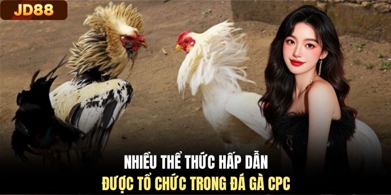 Nhiều thể thức hấp dẫn được tổ chức trong đá gà CPC