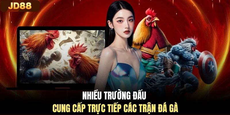Nhiều trường đấu cung cấp trực tiếp các trận đá gà